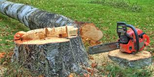 Best Tree Mulching  in Armonk, NY