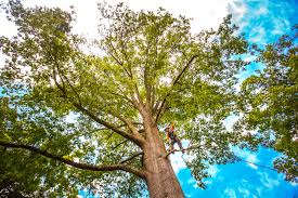 Trusted Armonk, NY Tree Removal Experts