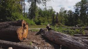 Best Commercial Tree Services  in Armonk, NY