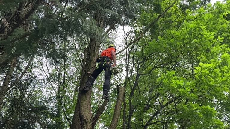 Best Tree Removal  in Armonk, NY