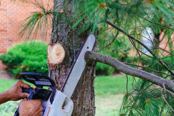 Best Utility Line Clearance  in Armonk, NY